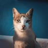 BANDA MARINA、Melodías para la calma animal、Serenidad para animales soñolientos - Las Mascotas Descansan Fácilmente
