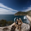 Bright Melodies、Cat Music、Cat Music Hour - Feline Grace Melody
