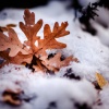 Horizon Beats - Shifting Seasons