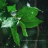 Pierrette Tremblay - Harmonic Horizon (Horizon of Nature)