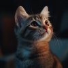 The Calm Music Crew、Calming Cat Music、Calm Cat Moments - Silent Whispers in Soft Shadows