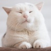 Lofi Harmony、Relaxing Music for Cats、Relaxing Cat Music Therapy - Calm Melodies for Cat Relax