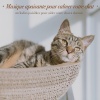 RelaxMyCat、Cat Music Dreams、Pet Music Therapy - Rêves Paisibles