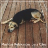 Pet Music Therapy、Dog Music Dreams、Relax My Puppy、Relaxmydog - Sono No Inverno