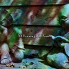 Ambient Forest - Stress Free