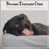 Pet Music Therapy、Dog Music Dreams、Relaxmydog - repos du dimanche