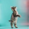 Escucha fácil del domingo、Ondas Sonoras para Gatos、Dulces Sueños Felinos - Notas De Ronroneo Calmantes