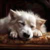 El equipo de música tranquila、Leyendas de la Relajación Canina、Momentos Calmantes para Perros - Suaves Patas Tocan La Noche