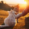 Vibraciones perezosas、El Gato y la Música、Música de Fondo para Gatos - Melodías Relajantes Para Los Gatos