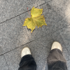 张乖乖 - 情花