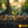 j.hjort - Emergent
