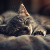 Las barbas son mejores、Colectivo de Música para Gatos、Composiciones para Relajar Gatos - Melodías Perfectas Para La Calma