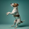 Paseo Melódico、Amante de las criaturas suaves、Biblioteca para la calma animal - Melodías Que Reconfortan A Los Animales