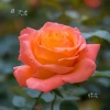 沈波 - 月季花