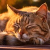 Lista de reproducción feliz para relajarse、Música relajante para gatitos、Musicoterapia para gatitos - La Caricia Tranquila Del Gato