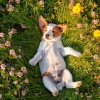 Cuatro túnicas、Música suave para perros、Música tranquila para perros - Día De Paseo Del Cachorro