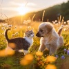 Música ambiental relajante、Musicoterapia con mascotas、Musicoterapia para el cuidado de mascotas mascotas tranquilas - Melodías Calmadas Para Animales