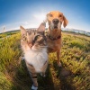 Viajero、Academia de sonidos serenos、Entusiasta de los animales - Armonía De Tiempo Tranquilo