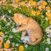 Sonidos de ducha、Relajación Musical para Gatos、Sueños Felinos - Tiempo Tranquilo Para Los Gatos