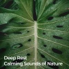 Nature Sounds for Sleep and Relaxation、Rainforest Nature Sounds、24H Rain Sounds - Soft Breeze in the Valley