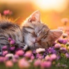 Bienaventuranza、Música para Gatos Dormidos、Relajación Sonora para Gatitos - Melodía Pacífica Del Gato