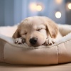 Música tranquila de la mañana、Bandas sonoras para perros durmiendo Deluxe、Biblioteca de música para perros - Las Vibraciones Tranquilas Y Serenas Del Perro
