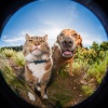 Lista de reproducción para relajarse por la noche、Terapia musical animal、Reiki suave para seres - Melodía De Patitas En Quietud