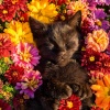 Vida circundante、Música tranquila para gatos、Zona de música de gatos - Estiramiento Suave Del Gato