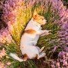 Latidos de soledad、Academia del sueño canino、Música para Perros Seducción - Ritmos Relajantes Para Perros