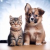 Lista de reproducción para la hora de la cena、Reiki en calma animal、Terapia de sonidos para seres - Armonías Suaves Para Mascotas