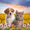 Música de mesa para sentirse bien durante la cena、Reiki suave para seres、Asistente sonoro para seres - Estado De Descanso Para Mascotas