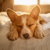 Frecuencias del loto、Leyendas de la Relajación Canina、Música para Calmar a tu Perro - Ritmo Calmado Del Perro