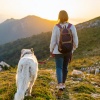 Clima salvaje、Fanático de animales、Melodía especial para criaturas - Tonos Complementarios Tranquilos