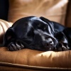 Estado de distracción、Caninos calmantes、Colectivo de Música Perros - Melodías Relajantes Para La Noche De Perros