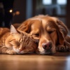 Ballena tranquila、Especialistas en Música para Mascotas、Biblioteca de sonidos para animales - Mascotas Tranquilas Y Armonía Suave