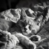 Paseo Melódico、Canciones para Gatos Felices、Orquesta de las Naturalezas - Momentos Felinos Tranquilos