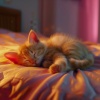 Ruido Radio 1、Música para Relajar Gatos、Música Relajante para Gatos - Armónicos De Ronroneo Suave