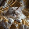 Encuentro Musical、Música para gatitos、Naturaleza Sonora - Melodías Tranquilas De Gatos