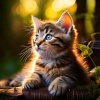 Horror Music Collection、Catching Sleep、Cats at Night - Peaceful Cat Symphony