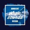 Nature Sounds - Rainforest Jungle