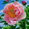 沈波 - 牡丹花