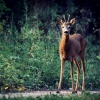 July - The Sound of Nature