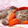 Muzyka dla kocich uszu、Usypianie kota、Cat Music!、Strefa Relaksacyjnej Muzyki、Music for Cat - Mrucząca Harmonia