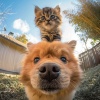 Motivos de amor、Sonidos para seres、Biblioteca de sonidos para animales - Sonido Melódico De Bigotes