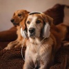 Blissful Music Experience、Background Music for Home Alone Pets、Attractive Music for Pets - Pet’s Cozy Rest