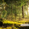 Sounds Of Birds & Forest - Birds Forest
