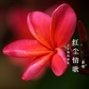 唐尼 - 红尘情歌