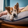 Viajero、Música de Cachorro Calmante、Música instrumental para perros - Palmaditas Suaves En La Noche Tranquila