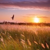 Nueva era definitiva、Flujos de Paz、Relajación y Equilibrio - Pensamientos Suaves De Paz Y Calma