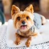 Lofi Sad、Dog Jazz Music Orchestra、Dog Jazz Music Moments - Comfort Sounds Dogs Love